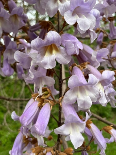 Paulownia tomentosa