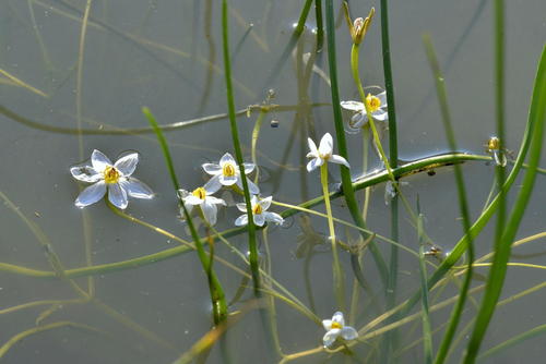 Pauridia aquatica — photo