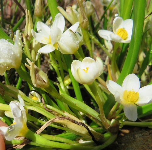 Pauridia aquatica — photo