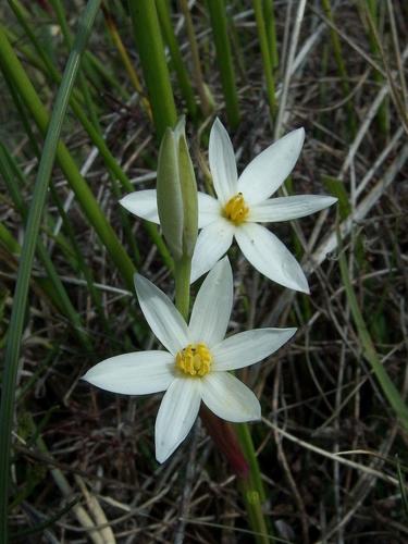 Pauridia aquatica