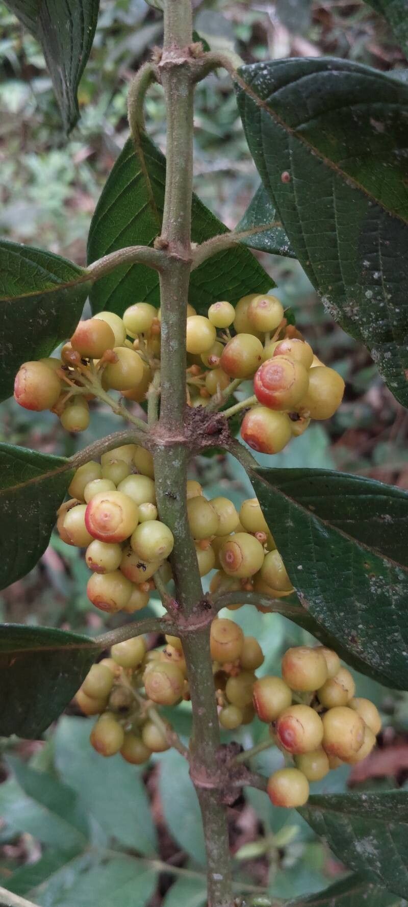 Pauridiantha dewevrei (Yoco) — photo