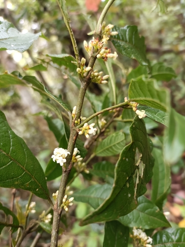 Pauridiantha paucinervis subsp. holstii