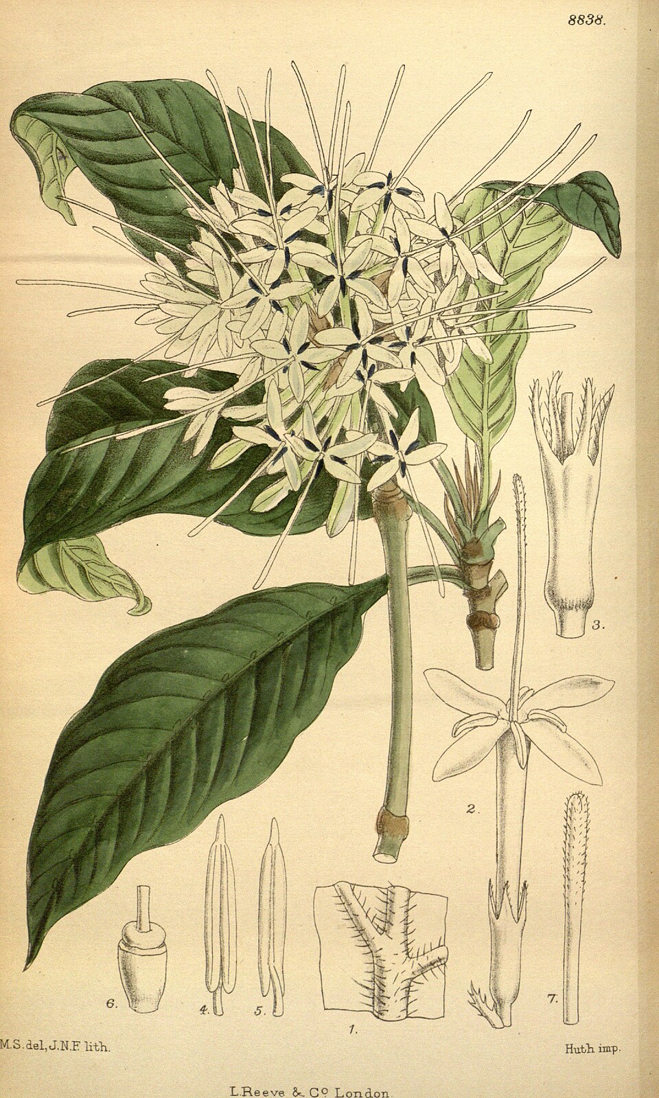 Pavetta abyssinica