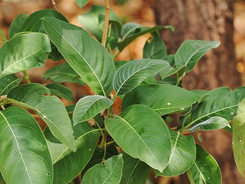 Pavetta brownii (Waknani) — photo