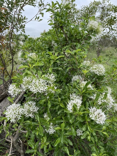 Pavetta catophylla — photo