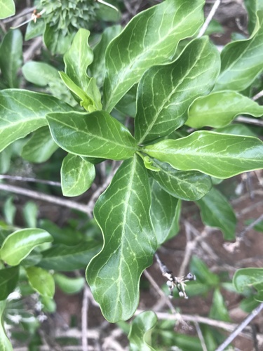 Pavetta catophylla — photo