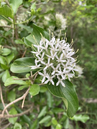 Pavetta catophylla