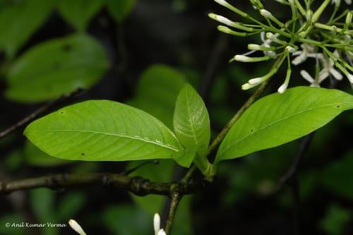 Pavetta crassicaulis (Nadgi) — photo