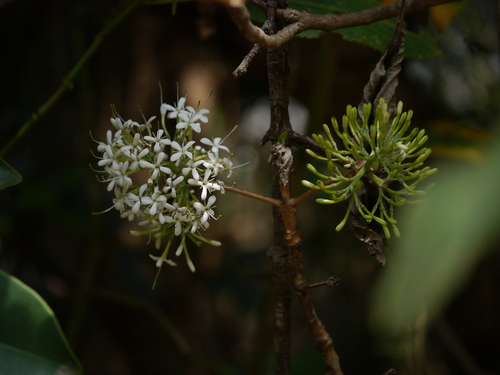 Pavetta crassicaulis
