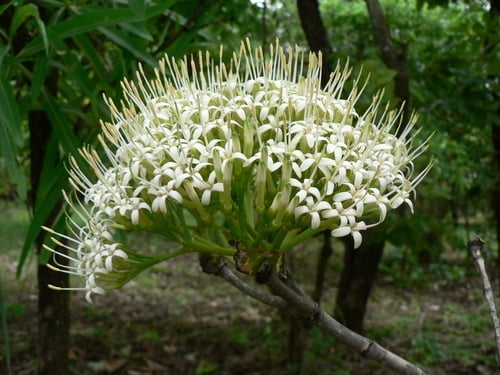Pavetta crassipes