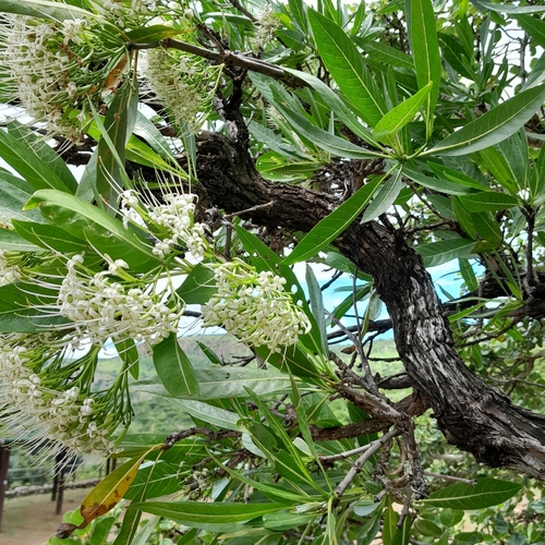 Pavetta edentula (Large-leaved bride's bush) — photo