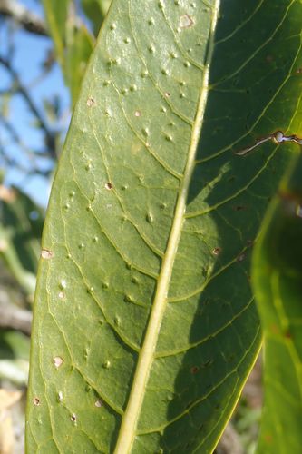 Pavetta edentula (Large-leaved bride's bush) — photo