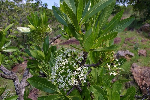 Pavetta edentula