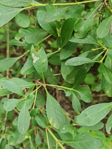 Pavetta gardeniifolia — photo