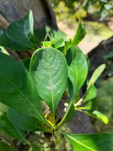 Pavetta gardeniifolia — photo