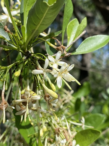 Pavetta gardeniifolia