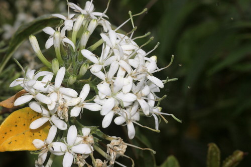 Pavetta indica (White pavetta) — photo