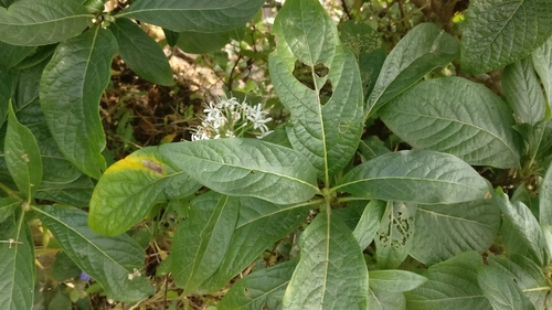 Pavetta indica (White pavetta) — photo