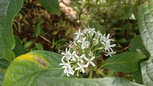 Pavetta indica
