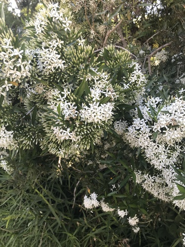 Pavetta lanceolata (Kaffir bride) — photo