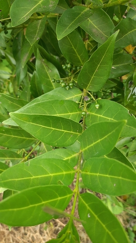 Pavetta lanceolata (Kaffir bride) — photo