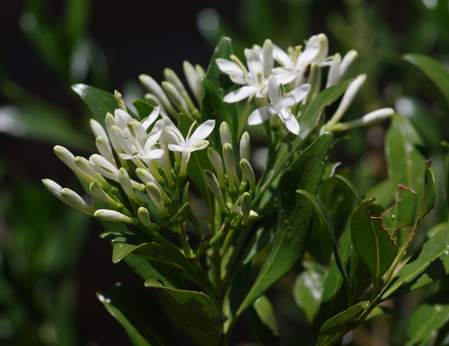 Pavetta lanceolata