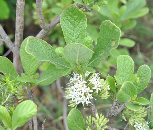 Pavetta schumanniana (Poison pavetta) — photo