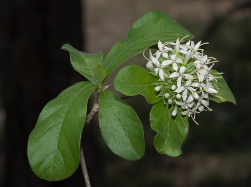 Pavetta schumanniana (Poison pavetta) — photo