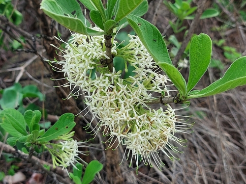 Pavetta schumanniana