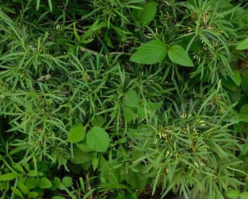Pavetta zeyheri (Christmas bush) — photo