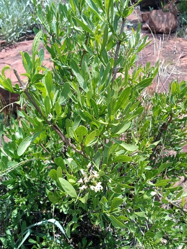 Pavetta zeyheri