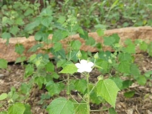 Pavonia odorata — photo