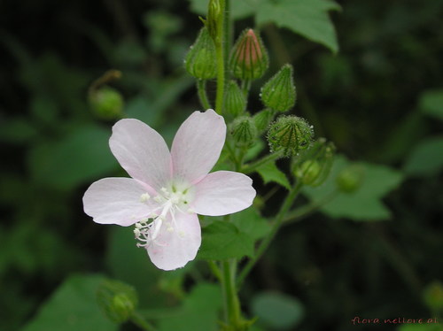 Pavonia odorata