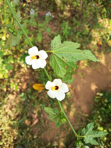 Pavonia schimperiana