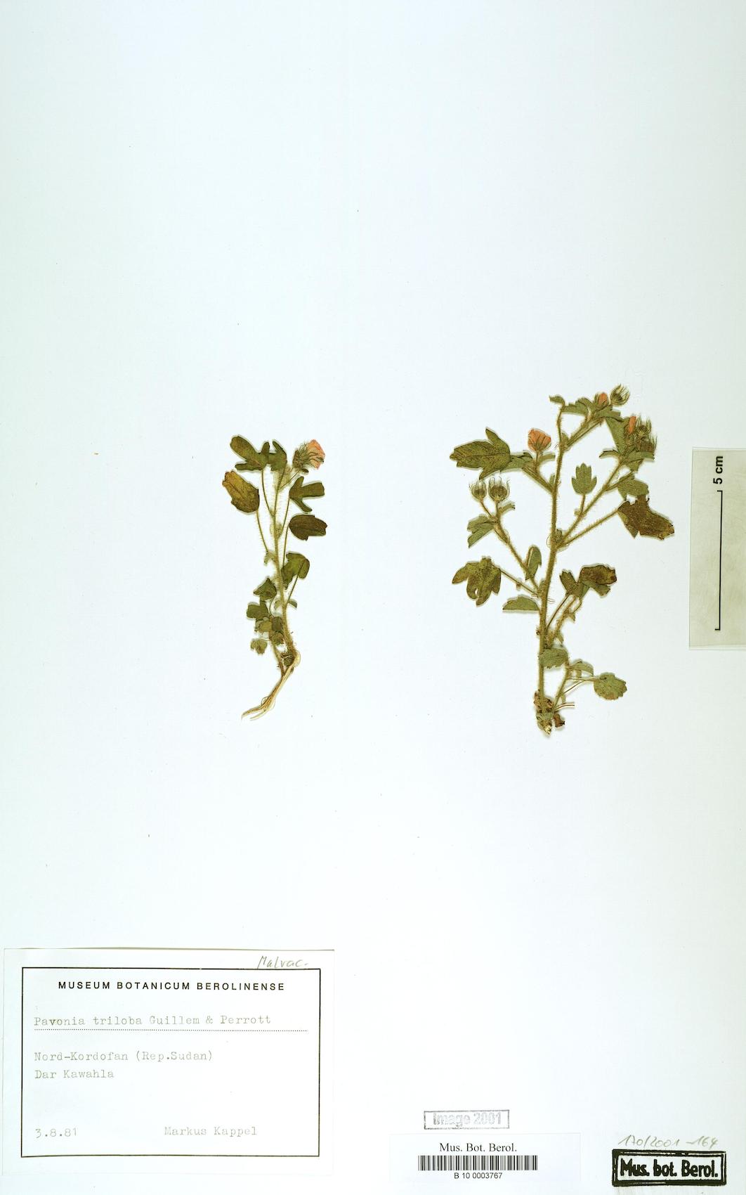 Pavonia triloba