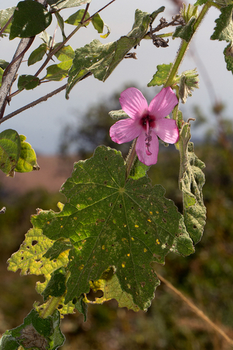 Pavonia urens (Stinging pavonia) — photo