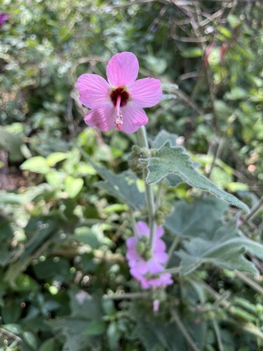 Pavonia urens