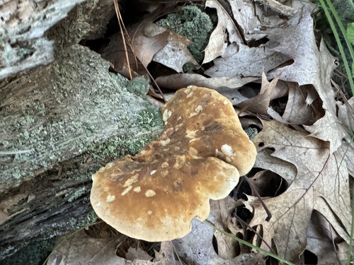 Paxillus atrotomentosus — photo