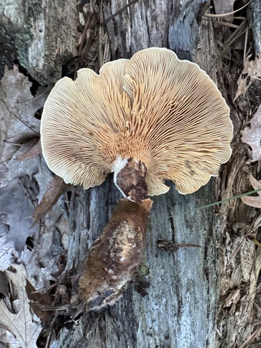 Paxillus atrotomentosus — photo