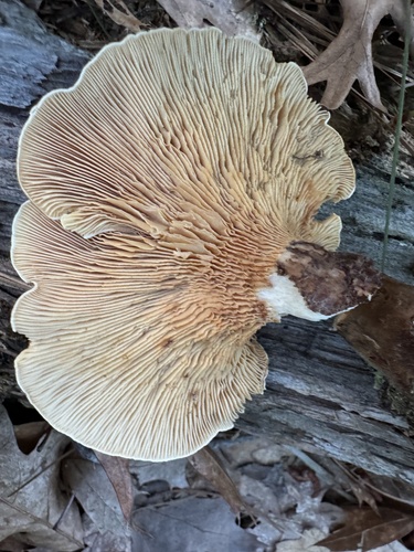 Paxillus atrotomentosus