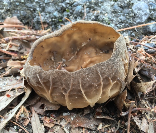 Paxina acetabulum — photo
