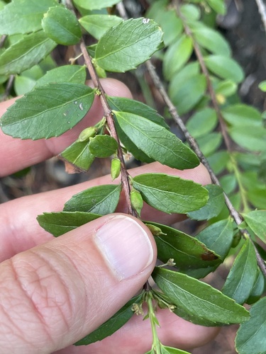 Paxistima myrsinites (Myrtle box-leaf) — photo