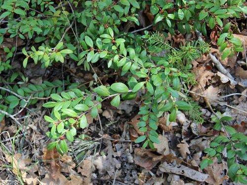 Paxistima myrsinites (Myrtle box-leaf) — photo