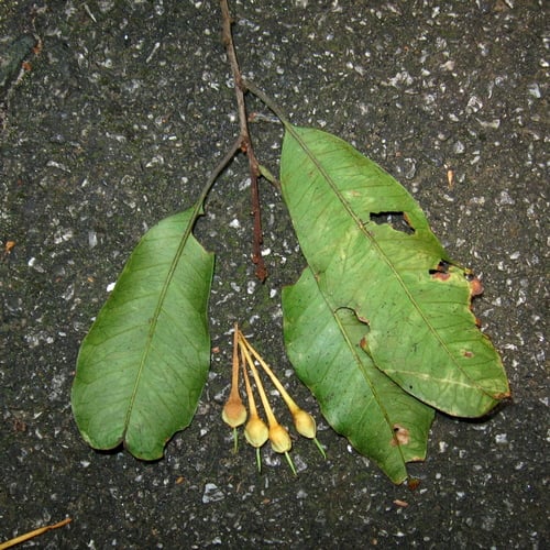Payena lucida