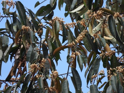 Payena maingayi — photo