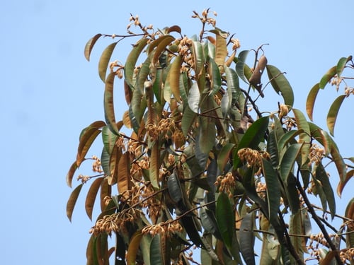 Payena maingayi