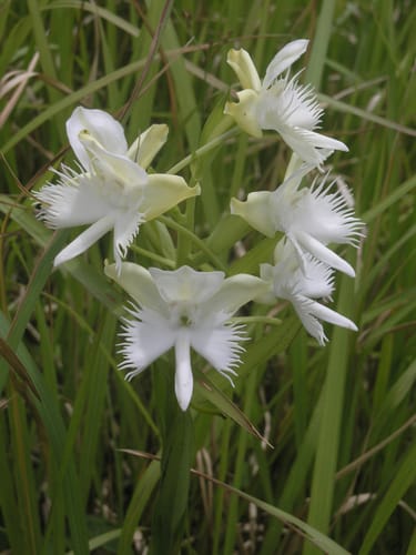 Pecteilis susannae — photo