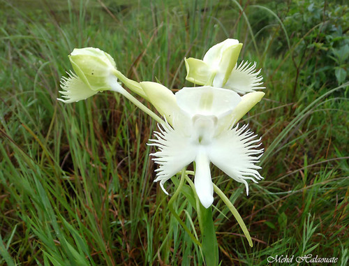 Pecteilis susannae