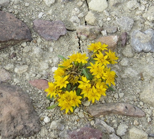 Pectis angustifolia (Narrowleaf pectis) — photo
