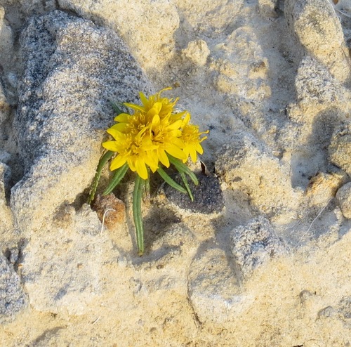 Pectis angustifolia (Narrowleaf pectis) — photo